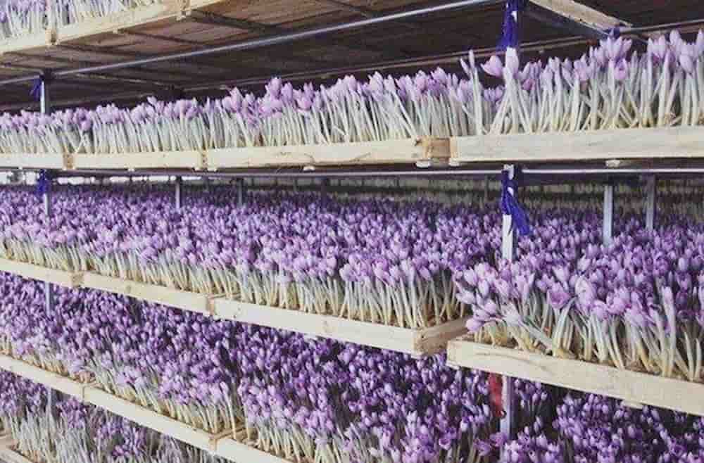 زعفران گلخانه‌ای با کشت نوین و کیفیت کنترل‌شده